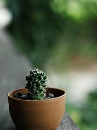 Close-up of potted plant in pot