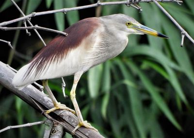 Indian pond heron in breeding plumage