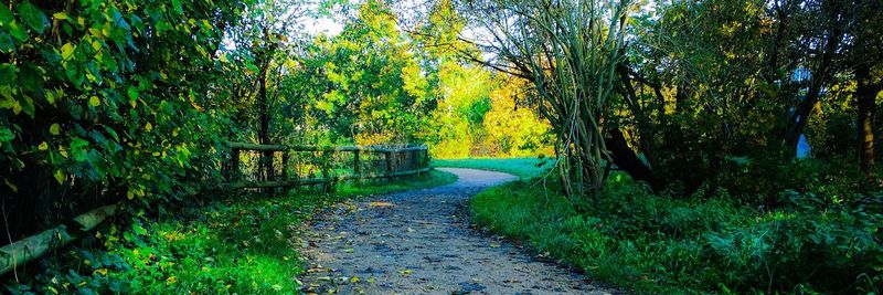 Road amidst trees in forest