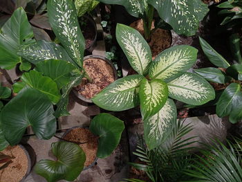 High angle view of raindrops on leaves