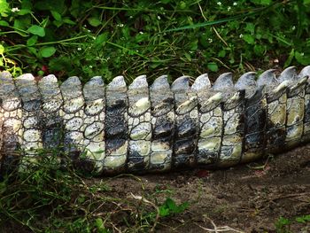 Close-up of crocodile on ground