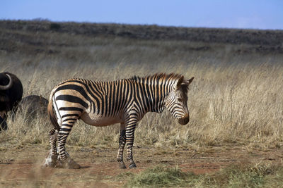 Zebra in a field