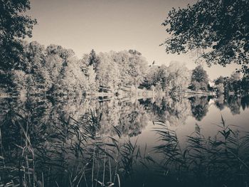 Reflection of trees in lake