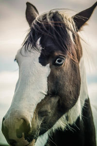 Close-up of a horse