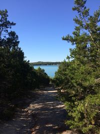 Scenic view of trees against clear blue sky