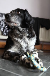 Close-up of dog sitting at home