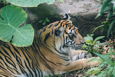 Close-up of a tiger in zoo