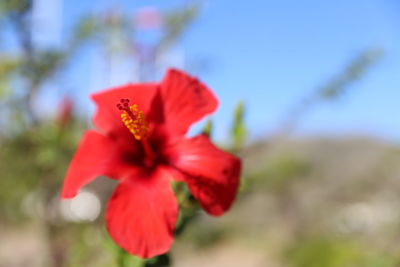 Close-up of red flower against blurred background