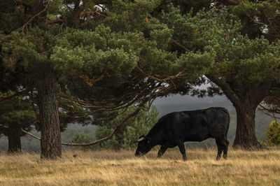 Portrait of black bull in field. shot in cantalojas, castilla la mancha, spain