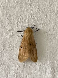 Close-up of butterfly