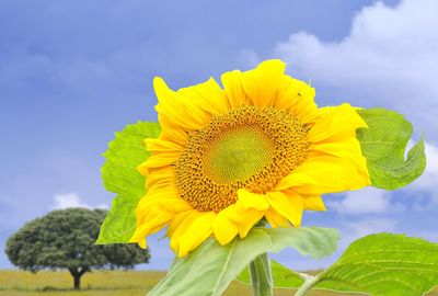 Close-up of yellow sunflower against sky