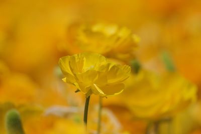 Close-up of yellow flowering plant