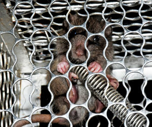 Rats in a cage made of metal