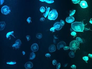 Jellyfish swimming in sea