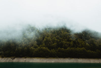 Picturesque view of green coniferous trees growing on hill in mist