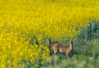 Deer in yellow flowers in a  field