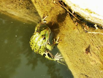 High angle view of frog on leaf