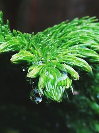 Close-up of water drops on plant