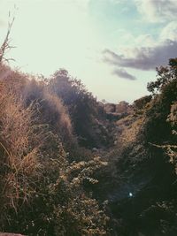 Low angle view of trees in forest against sky