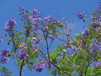 Low angle view of purple flowers blooming on tree