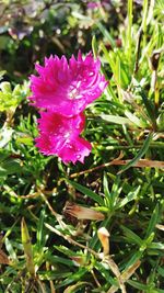 Close-up of flower blooming outdoors