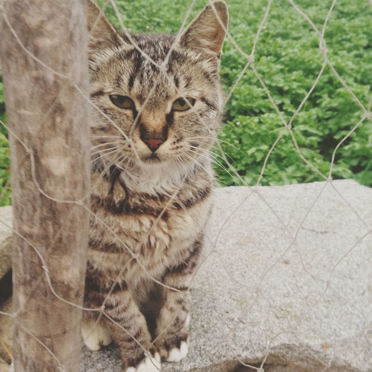 animal themes, one animal, mammal, domestic cat, cat, feline, whisker, portrait, domestic animals, looking at camera, pets, close-up, relaxation, day, animal head, outdoors, nature, no people, plant, green color