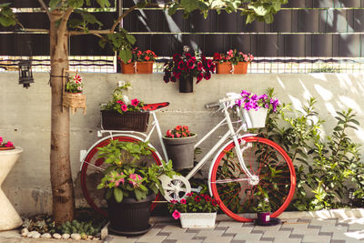 Potted plants in yard