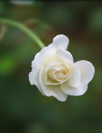 Close-up of flower against blurred background