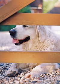 Close-up of dog sitting outdoors