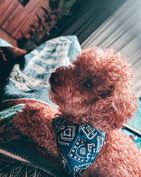 dog