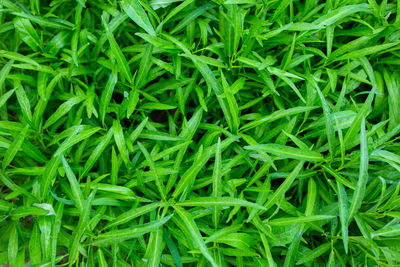 Full frame shot of fresh green grass