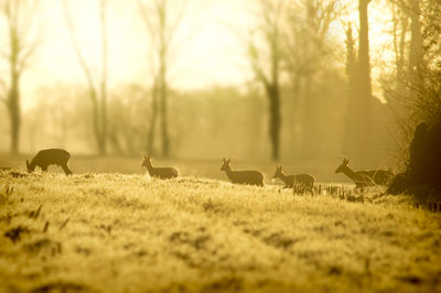 Flock of sheep in a field