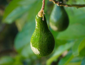 Close-up of fruits hanging on tree