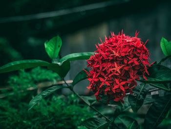 Close-up of red flowering plant