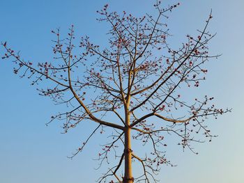 Low angle view of bare tree against clear blue sky