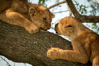 Close-up of lion cubs sitting on tree trunk