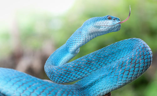 Close-up of blue lizard