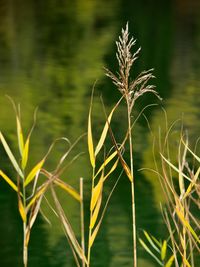 Close-up of stalks against blurred background