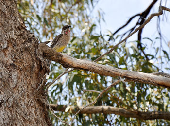 Low angle view of bird perching on tree