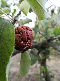 Close-up of strawberry growing on tree