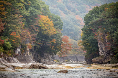 Scenic view of waterfall in forest