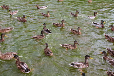 High angle view of ducks swimming in lake