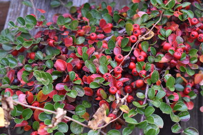 High angle view of plants