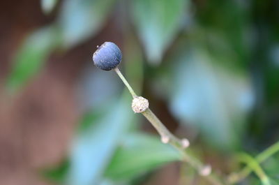 Close-up of flowering plant