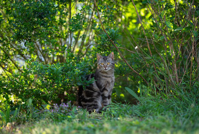 Portrait of a cat sitting on land