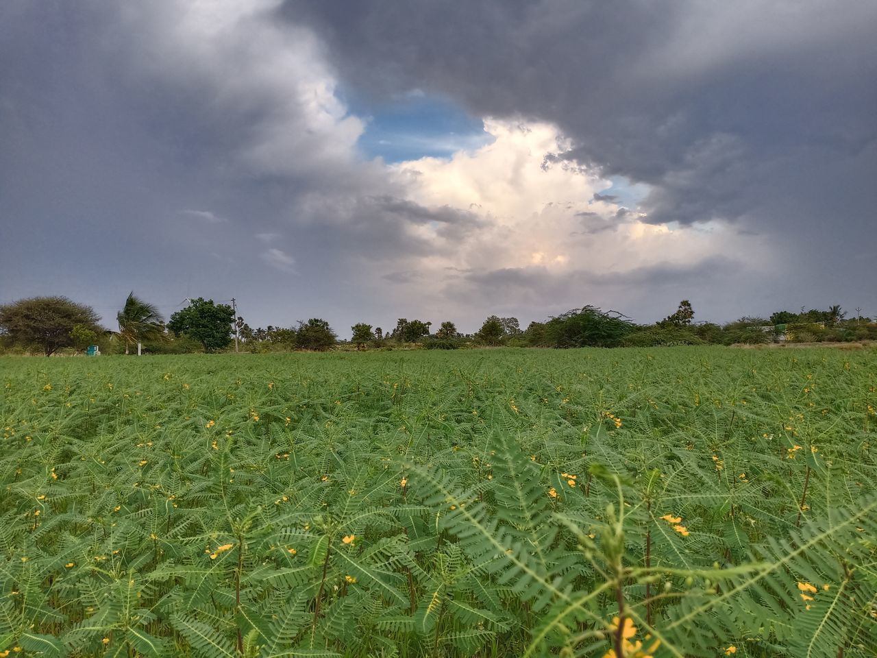 SCENIC VIEW OF FARM FIELD AGAINST SKY