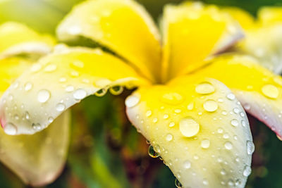 Close-up of wet yellow flower