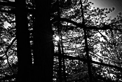 Low angle view of silhouette trees against sky