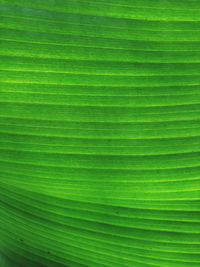 Full frame shot of green leaves