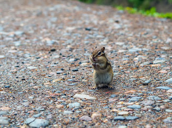 Close-up of squirrel on field